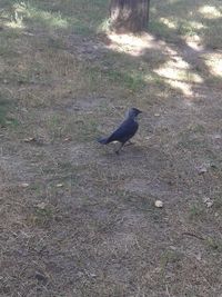 High angle view of bird perching on field