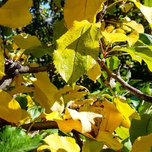 Close-up of yellow fruit growing on tree