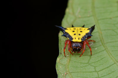 Close-up of insect on leaf