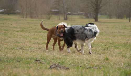 Dog running in field