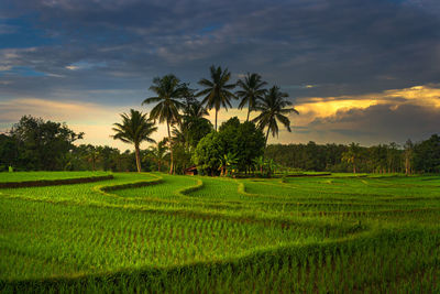 paddy field