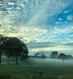 Trees on field against sky
