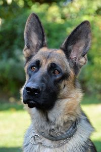 Close-up portrait of dog