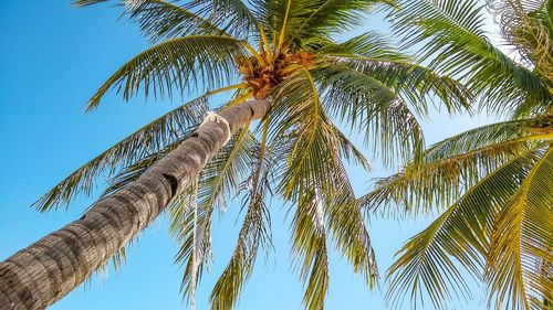 Low angle view of palm tree against clear sky