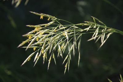 Close-up of fresh green plant