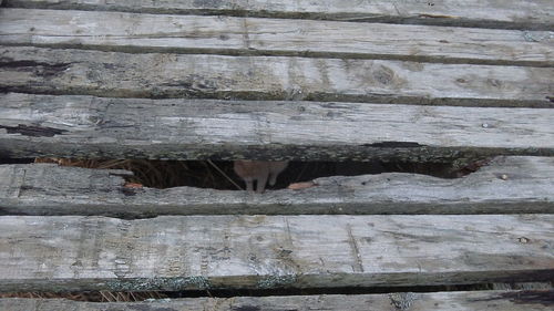 Close-up of wood