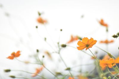 Close-up of orange daisy flowers growing outdoors