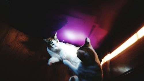 Cat looking at night