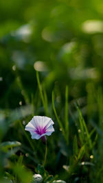 Close-up of purple flowering plant on field