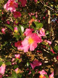 Close-up of pink flowers blooming outdoors