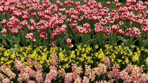 Close-up of yellow flowering plants on field