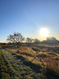 Scenic view of field against clear sky