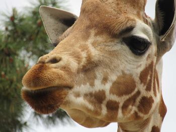 Close-up of giraffe