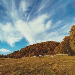 Scenic view of field against sky