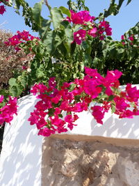 Close-up of pink flowering plants