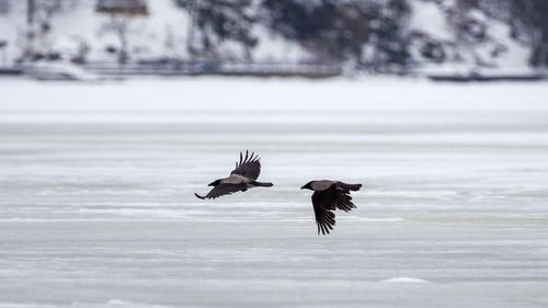 Bird flying over lake during winter