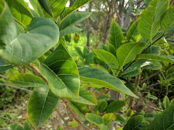 Close-up of fresh green leaves