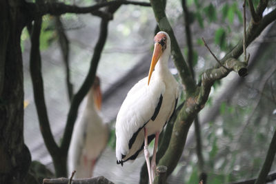 Close-up of bird perching on a tree