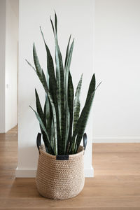 Home plant in jute basket with handles stands on floor in new house.