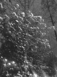 Low angle view of snow covered tree