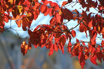 Low angle view of red leaves on tree