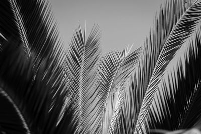 Low angle view of palm leaves against sky