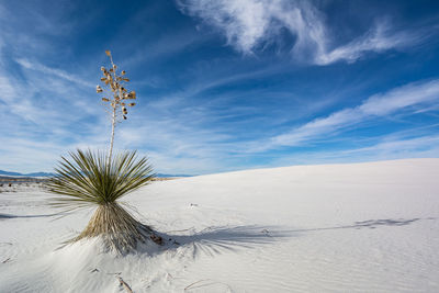 Plant on snow covered field against sky