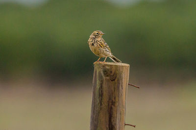 Bird perching on wooden post