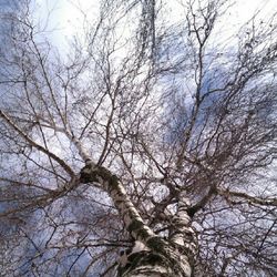 Low angle view of bare trees against sky