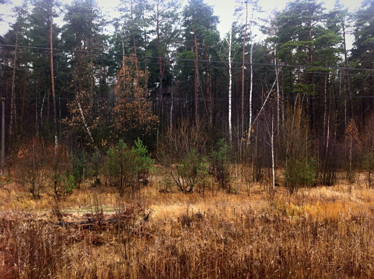 tree, forest, tranquility, tranquil scene, woodland, growth, nature, tree trunk, beauty in nature, scenics, landscape, non-urban scene, plant, grass, day, outdoors, no people, non urban scene, idyllic, field