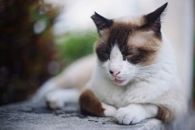 Close-up of cat resting