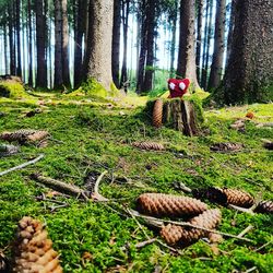 View of tree in field
