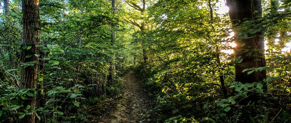 Trees growing in forest