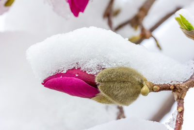 Close-up of frozen plant