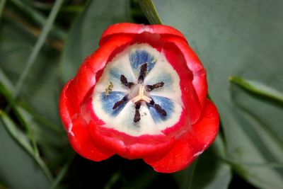 Close-up of red rose