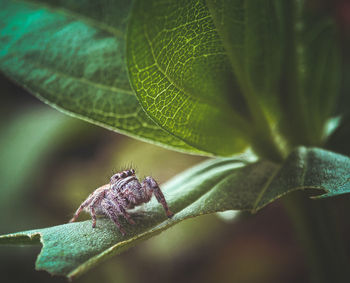 Close-up of insect on leaf