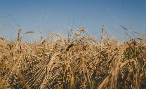 Close-up of wheat growing on field against sky