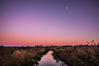 Scenic view of water and plants against clear sky during sunset