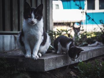 Cat and kitten against house