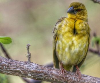 Close-up of bird perching outdoors