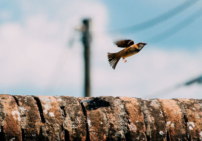 Close-up of bird flying