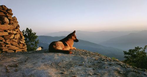Portraits- happy dog sitting on rock against sky