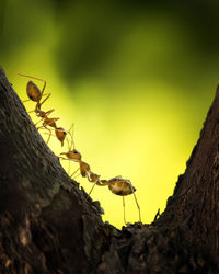 The ant colony - amazing macro photo series