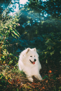 Portrait of white dog