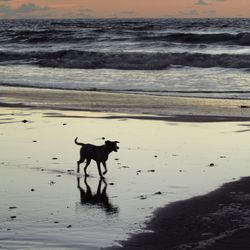 Dog on beach at sunset