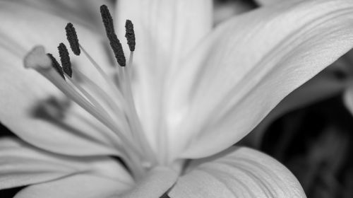 Close-up of white flower