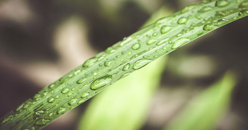 Close-up of raindrops on green leaves
