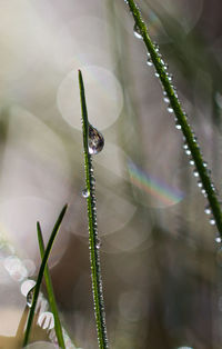 Close-up of plant against blurred background