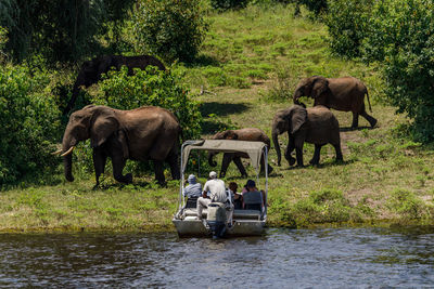 View of elephant in the forest