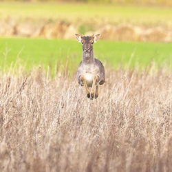 Portrait of deer on field